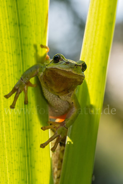 Laubfrosch (Hyla arborea)