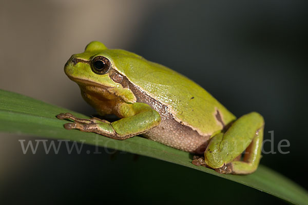 Laubfrosch (Hyla arborea)