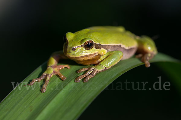 Laubfrosch (Hyla arborea)