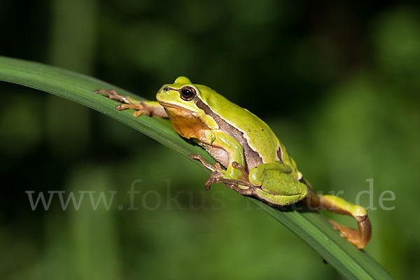 Laubfrosch (Hyla arborea)