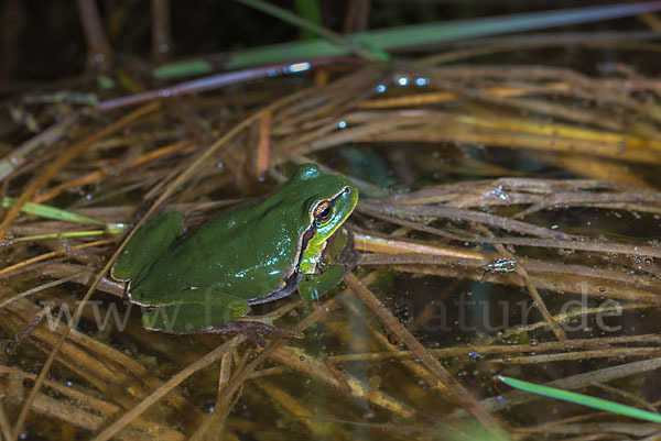 Laubfrosch (Hyla arborea)