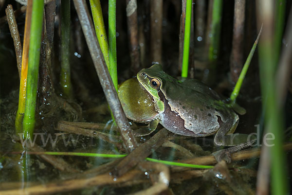 Laubfrosch (Hyla arborea)