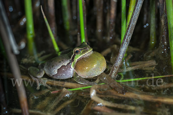 Laubfrosch (Hyla arborea)