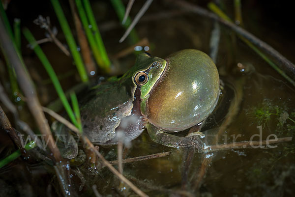 Laubfrosch (Hyla arborea)