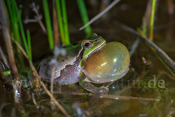 Laubfrosch (Hyla arborea)