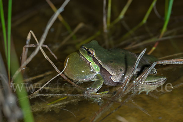 Laubfrosch (Hyla arborea)