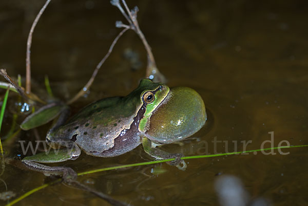 Laubfrosch (Hyla arborea)