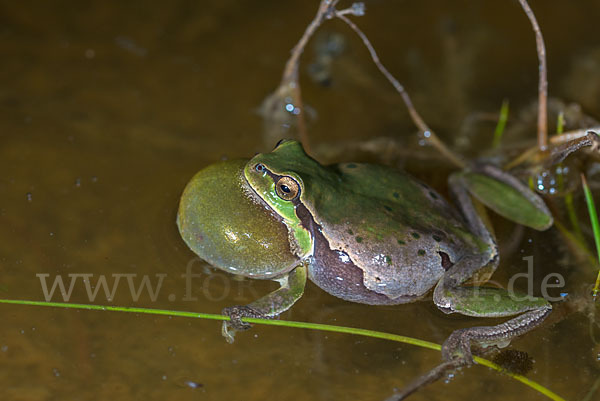 Laubfrosch (Hyla arborea)