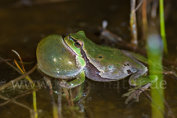 Laubfrosch (Hyla arborea)