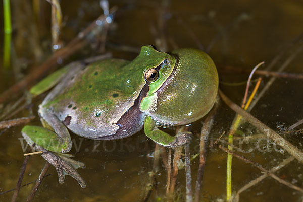 Laubfrosch (Hyla arborea)