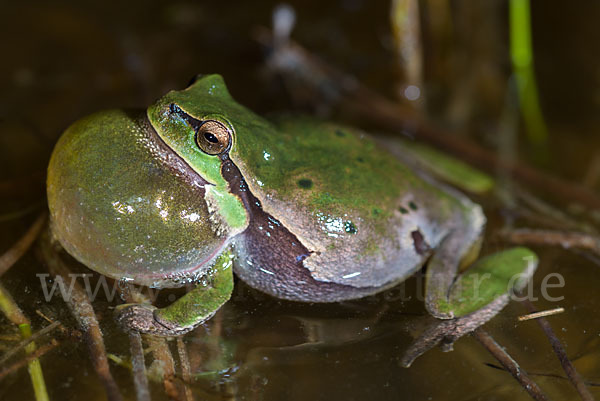 Laubfrosch (Hyla arborea)