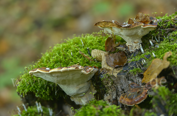 Laubholz-Harzporling (Ischnoderma resinosum)