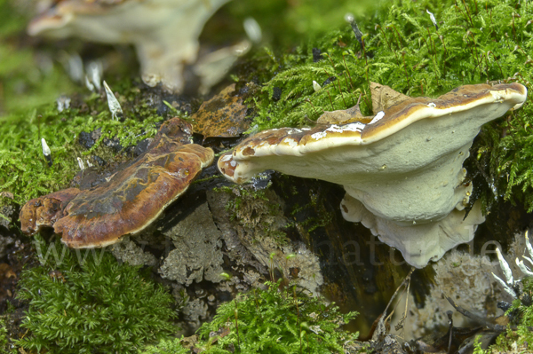 Laubholz-Harzporling (Ischnoderma resinosum)