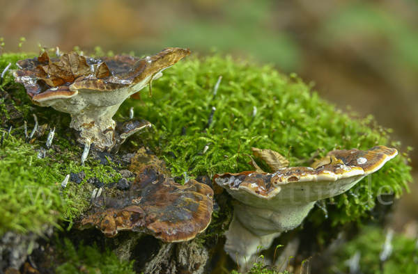 Laubholz-Harzporling (Ischnoderma resinosum)