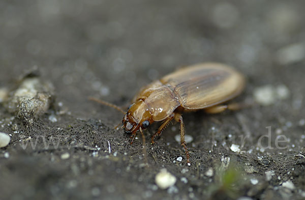 Laufkäfer spec. (Harpalus flavescens)