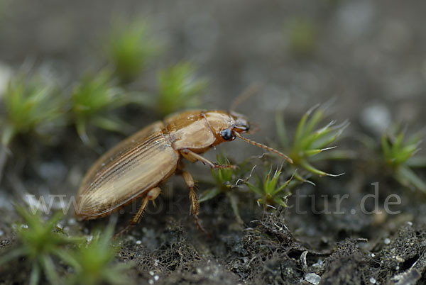 Laufkäfer spec. (Harpalus flavescens)