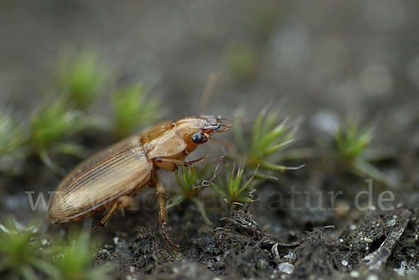 Laufkäfer spec. (Harpalus flavescens)