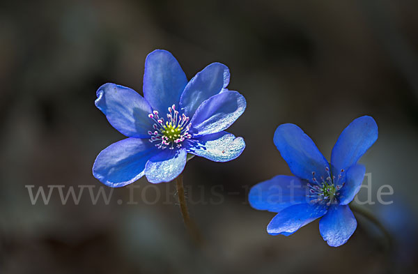 Leberblümchen (Hepatica nobilis)