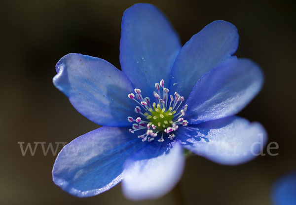 Leberblümchen (Hepatica nobilis)