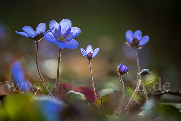 Leberblümchen (Hepatica nobilis)