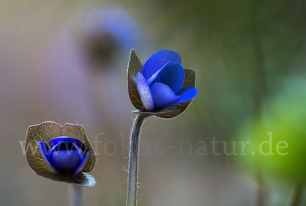 Leberblümchen (Hepatica nobilis)