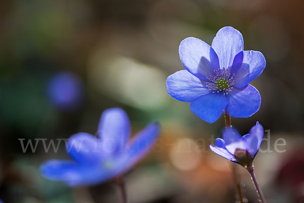 Leberblümchen (Hepatica nobilis)