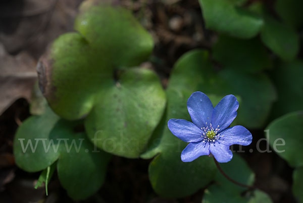 Leberblümchen (Hepatica nobilis)