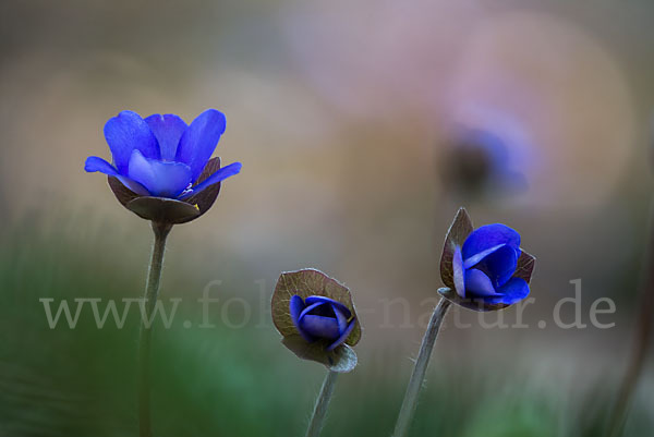 Leberblümchen (Hepatica nobilis)