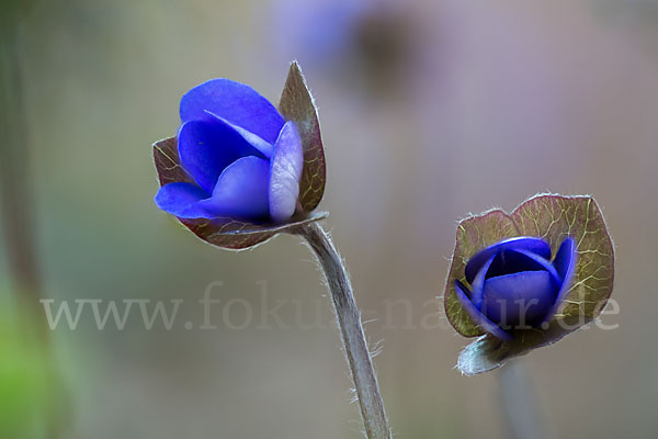 Leberblümchen (Hepatica nobilis)