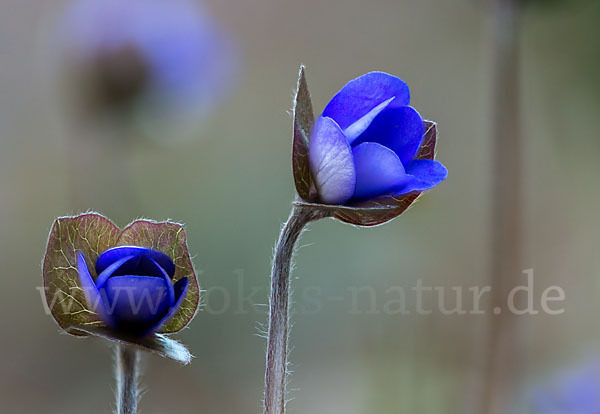 Leberblümchen (Hepatica nobilis)