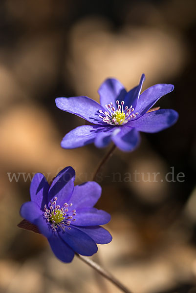 Leberblümchen (Hepatica nobilis)