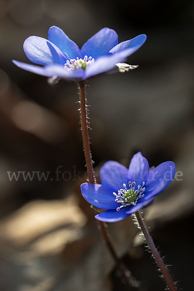 Leberblümchen (Hepatica nobilis)