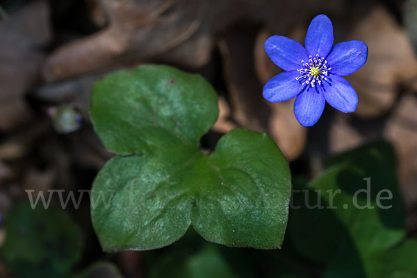 Leberblümchen (Hepatica nobilis)