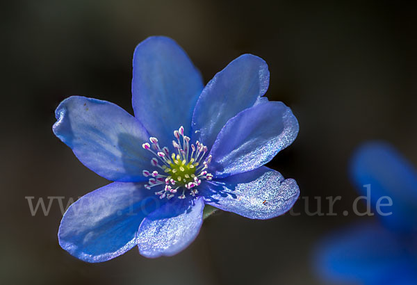 Leberblümchen (Hepatica nobilis)