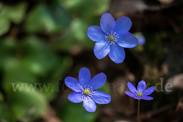 Leberblümchen (Hepatica nobilis)