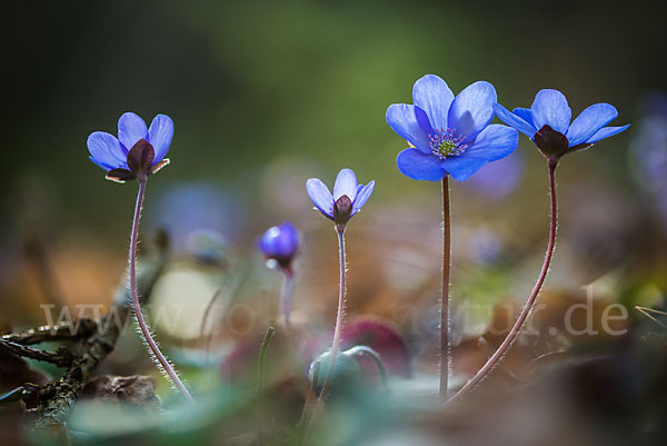 Leberblümchen (Hepatica nobilis)