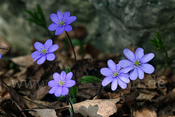 Leberblümchen (Hepatica nobilis)