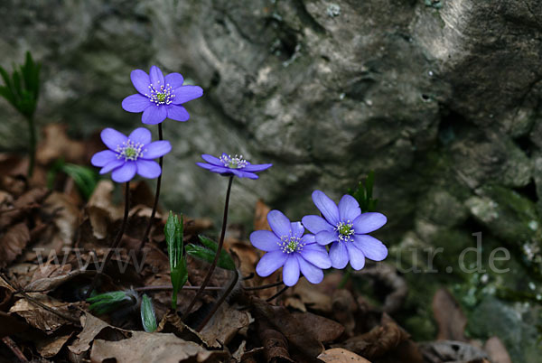 Leberblümchen (Hepatica nobilis)