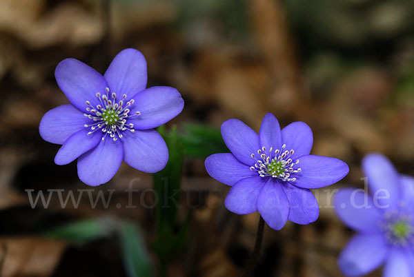 Leberblümchen (Hepatica nobilis)