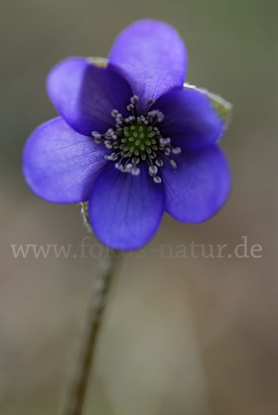 Leberblümchen (Hepatica nobilis)