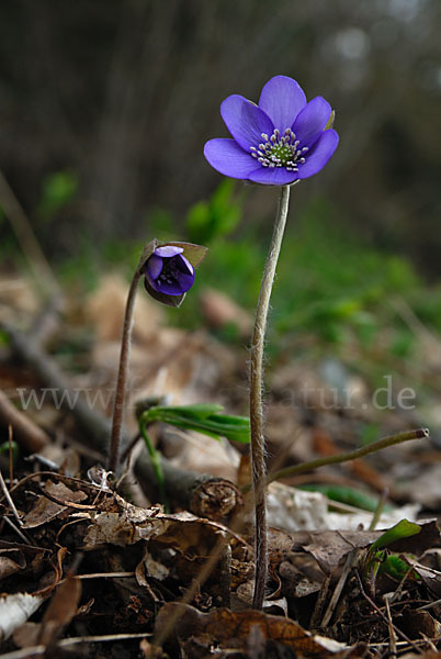 Leberblümchen (Hepatica nobilis)