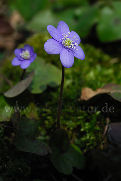 Leberblümchen (Hepatica nobilis)