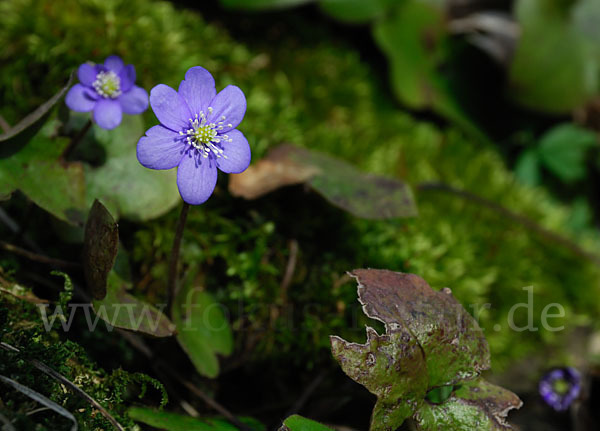 Leberblümchen (Hepatica nobilis)