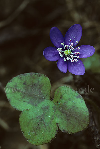 Leberblümchen (Hepatica nobilis)