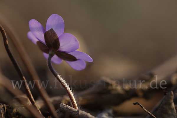 Leberblümchen (Hepatica nobilis)