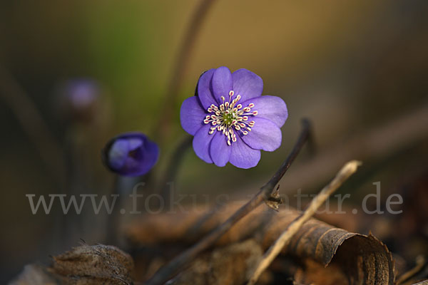 Leberblümchen (Hepatica nobilis)