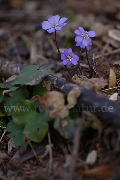 Leberblümchen (Hepatica nobilis)