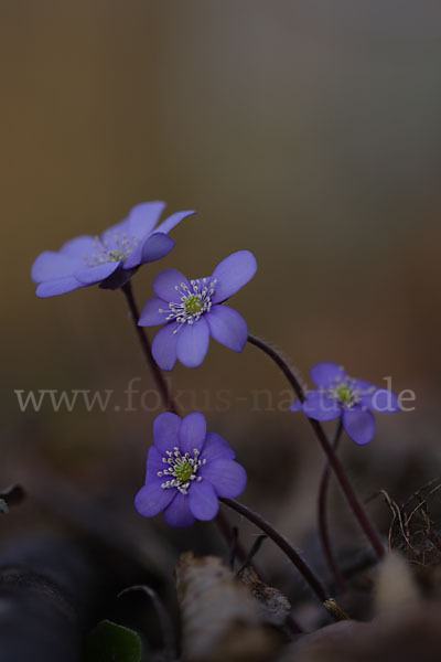 Leberblümchen (Hepatica nobilis)