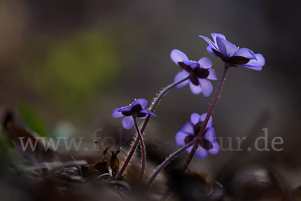 Leberblümchen (Hepatica nobilis)