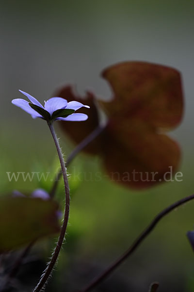 Leberblümchen (Hepatica nobilis)